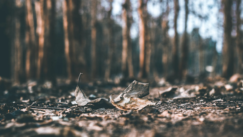 Fresh start: the dashed expectations of humanity Fresh start: the dashed expectations of humanity